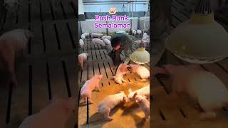 Gara - Gara Push Rank Semalaman #lucu #ngakak #mlbb #meme #short