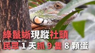 綠鬣蜥現蹤社頭  民眾1天抓9隻8顆蛋【央廣新聞】