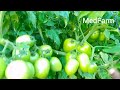 A you never miss to watchtomato captain f1 the best variety evercome on farmers