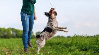 Taking Care of Your Brittany Dog During Shedding Season