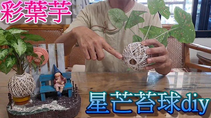星芒苔球DIY-如何将苔球捆绑成星芒状，彩叶芋苔球 - 天天要闻