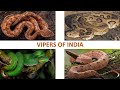 Vipers of India 🇮🇳 | Snakes | Indian Reptiles