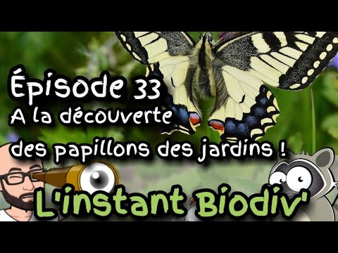 Vidéo: Les paons mangent-ils des plantes - Comment éloigner un paon de votre jardin