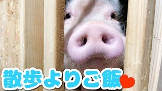 散歩に行けないミニブタの諦めが恐ろしく早いw【つくね】