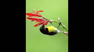 Purple-Rumped Sunbird, ,