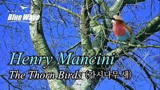 🎧  아름다운 플룻 연주곡ㅣHenry Mancini - The Thorn Birds (가시나무 새)ㅣ