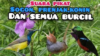 Suara Pikat Sogon,Konin,Prenjak,Dan Semua Burcil 