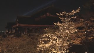桜千本、幻想的に浮かぶ 清水寺でライトアップ