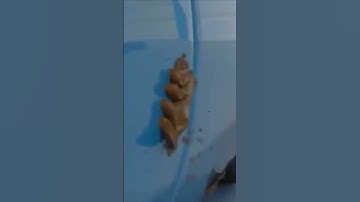 Thumbnail of cocomelon OHIO