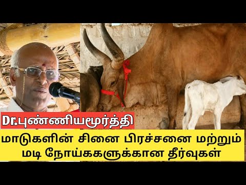 மாடுகளுக்கு சினை மற்றும் மடி நோய்கான தீர்வு | மரபு வழி மாடு வளர்ப்பு Part 6