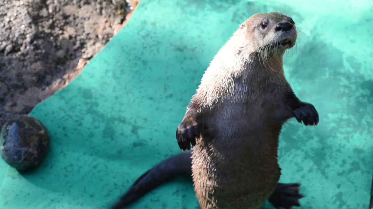Play Catch, River Otter! - YouTube