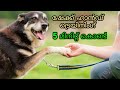 dog training : Shakehand Malayalam : kerala dog training : വളര്ത്തു നായയെ പരിശീലിപ്പിക്കാം dog training : Shakehand Malayalam : kerala dog training : വളര്ത്തു നായയെ പരിശീലിപ്പിക്കാം