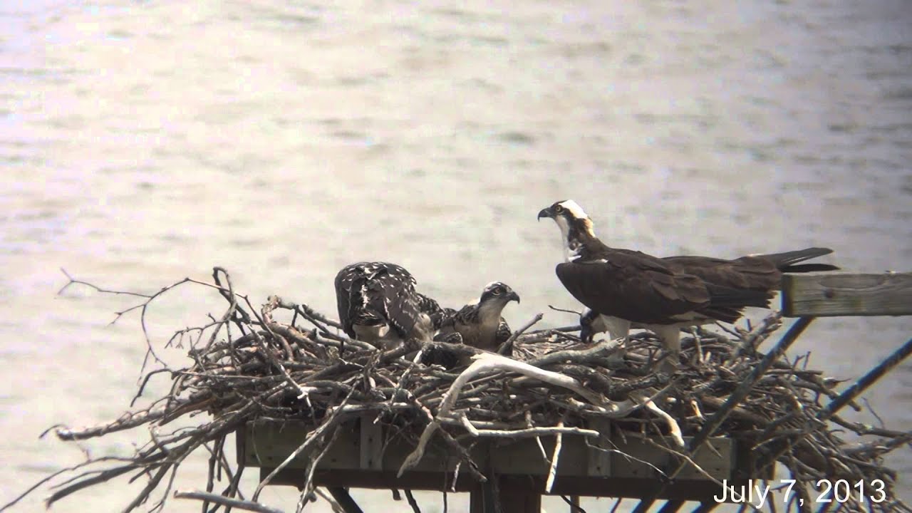 camera iphone 8 plus apk Osprey nesting season Hogback Rd. Apr-July 2013 21:56 min.