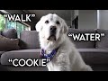 Telling a Dog Story with His Favorite Words