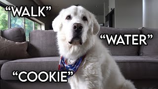 Telling a Dog Story with His Favorite Words