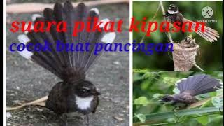 suara kipasan ribut terbaru dan tebukti paling ampuh