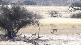 Cheetah mother and cubs in Kgalagadi Transfrontier National Park