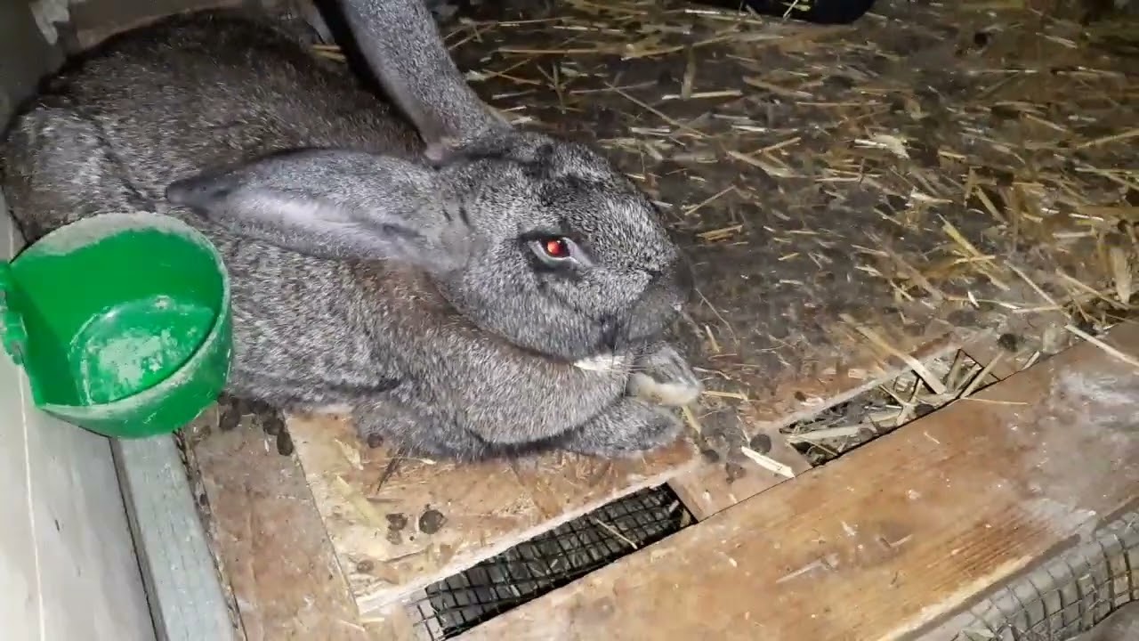 Iepuri de vânzare 08.10.2025