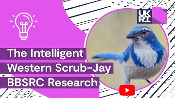 The intelligent western #ScrubJay: How they steal and protect their caches | Cleverer than #chimps?