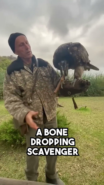 Top 7 Birds That Conquer the Skies #HighFlyingBirds #AmazingBirds #BirdsOfTheWorld