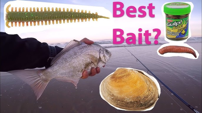 How to catch Redtail Surf Perch. Rig setup, bait, and hooks. Port