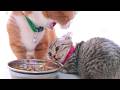 食いしん坊すぎる子猫が先輩のご飯を横取りしちゃうので大変でした！