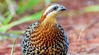 Mountain bamboo partridge (Bambusicola fytchii) | close view |  pair | male | female