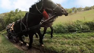 КОНІ НА ПРОДАЖУ/КОНІ В РОБОТІ/Коні Ваговози/horses in Ukraine