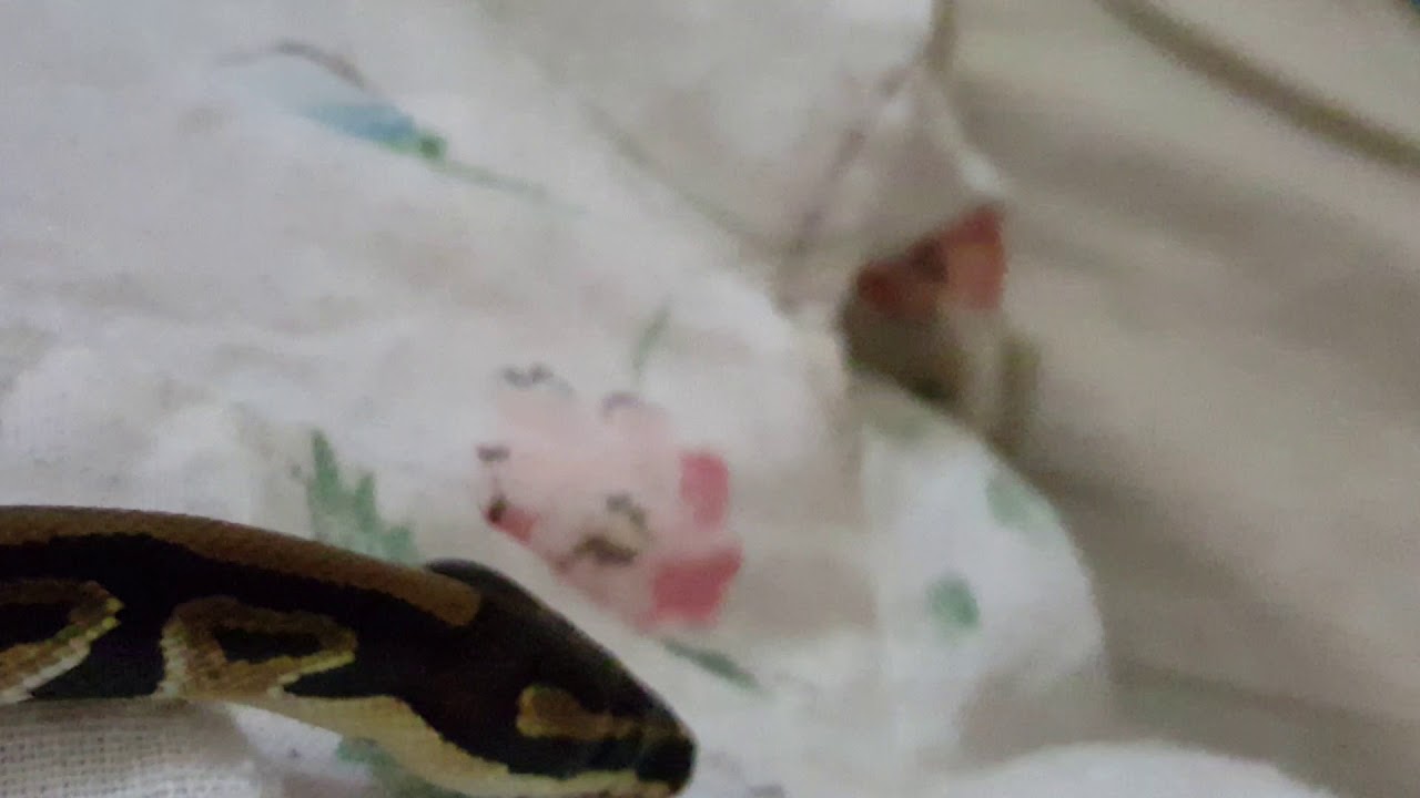 cute ball python youtube