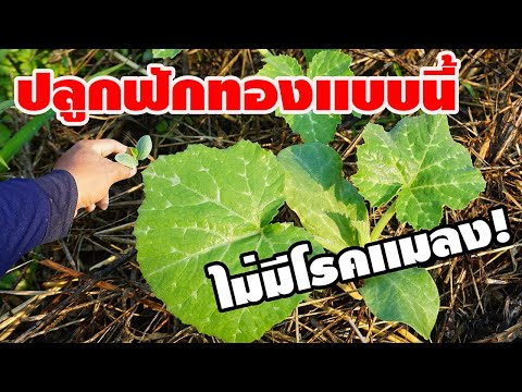 ปลูกฟักทองแบบนี้! ไม่มีโรคแมลงรบกวนจริงหรือ? ติดตามผลให้ชมครับ