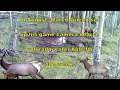 Game Camera Video CO Water Hole Elk Moose Sheep Deer, Week 1