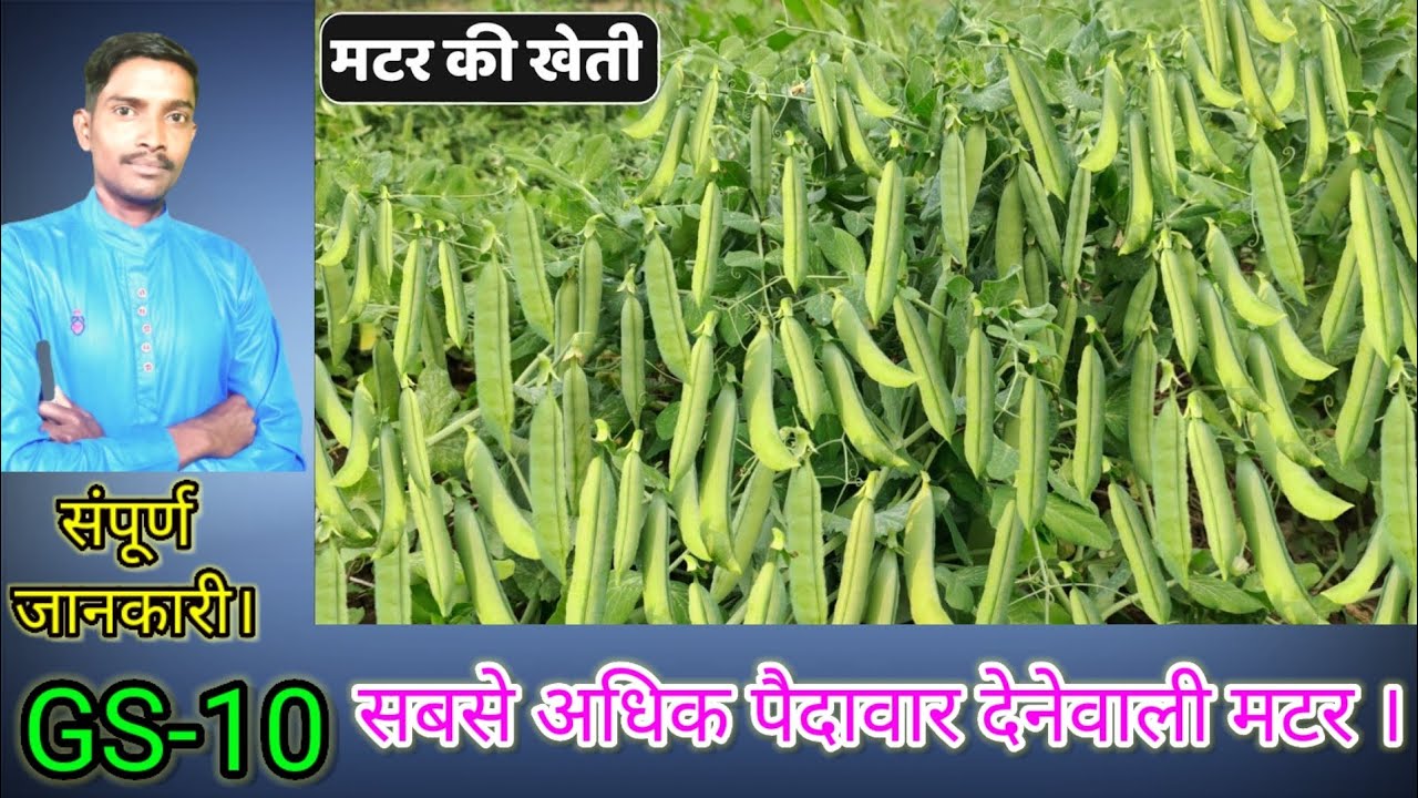 मटर में G-sea liquid एक बार उपयोग जरूर करें किसान साथियों।