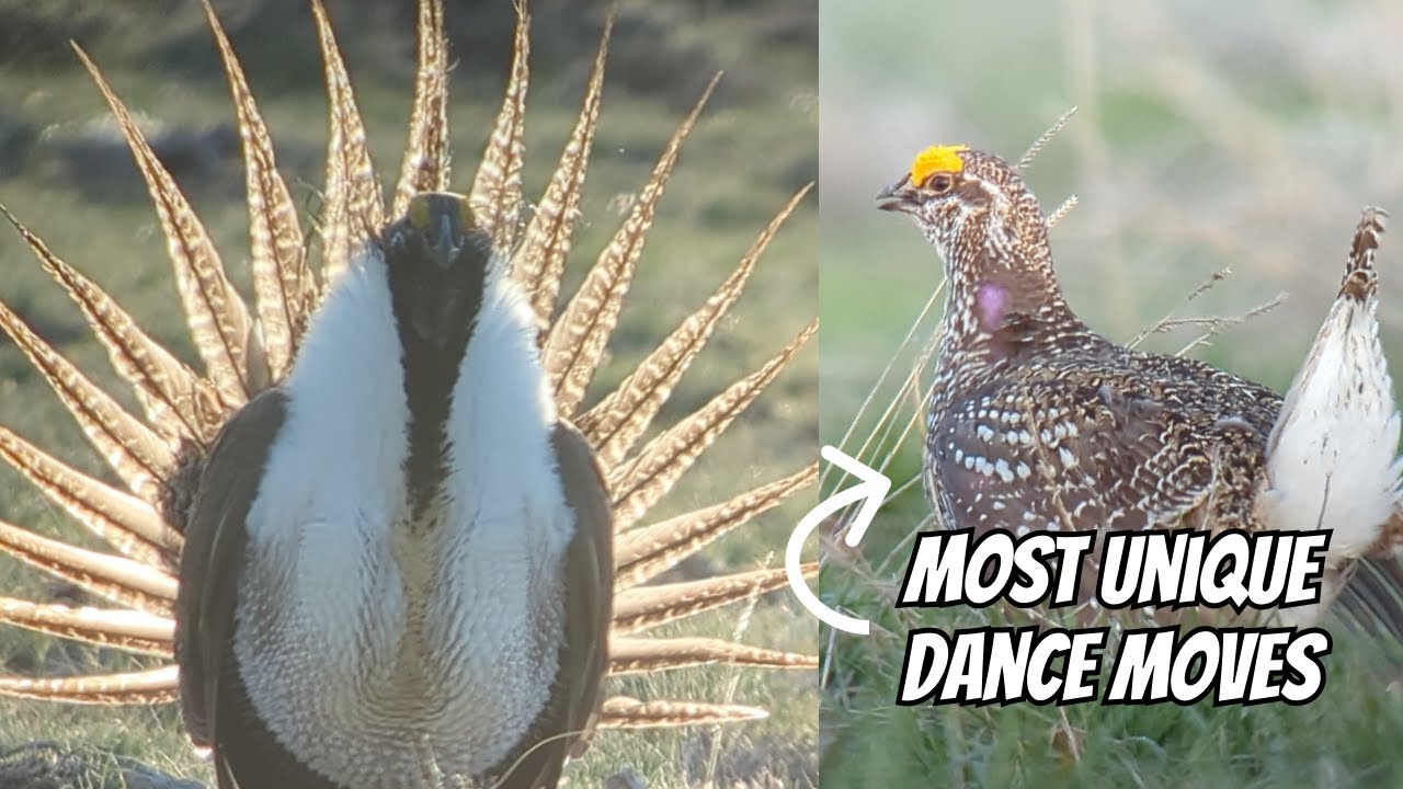 The Grouse's Unique Mating Ritual | The Five Species of Lekking Grouse in Colorado