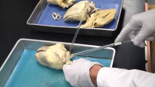 Sheep heart dissection - Part 1