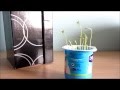 Experimento casero: ¿crece una planta sin luz?