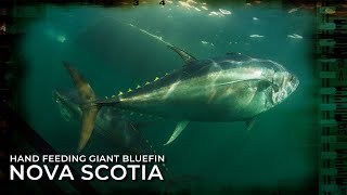 Hand Feeding 1000lb Giant Bluefin Tuna - Nova Scotia, Canada. #SHORTS