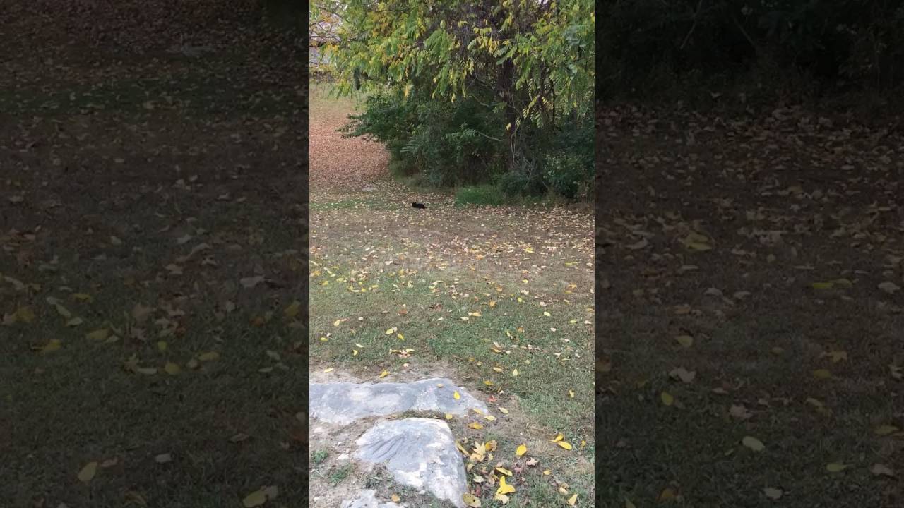 Real Tennessee black panther YouTube