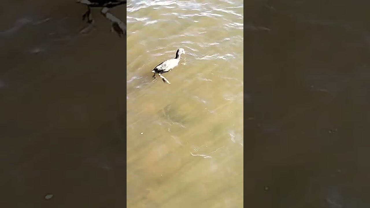 Bird 🐦🦜 swimming and ducks 🦆🦆 in Hamilton lake.. domain new Zealand 🇳🇿 