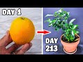 Growing orange tree from seed time lapse 213 days