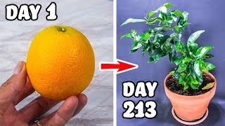 Growing Orange Tree From Seed Time Lapse 213 Days