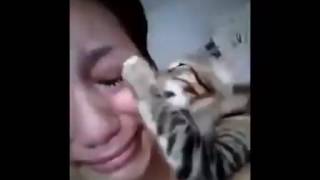 Ağlayan Sahibini Teselli Etmeye Çalışan Kedi