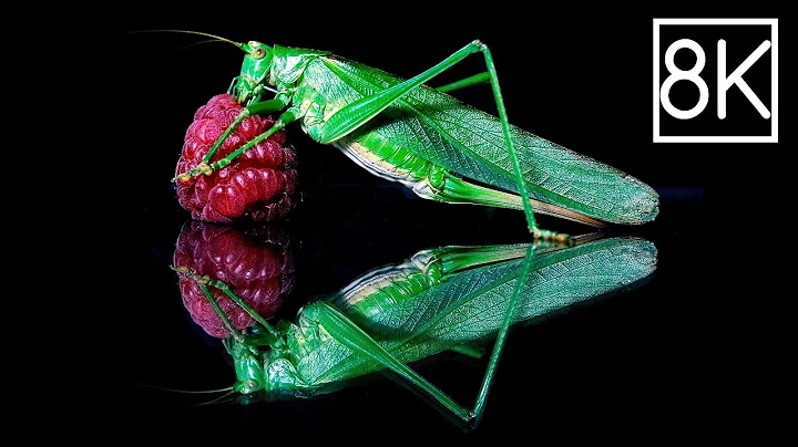 JANICE THE KATYDID flew into my living room - Macr...