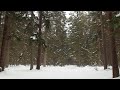 Winter forest(Зимний леc)Cinematic video,Canon m50 + Sigma 17-50, f 2.8.
