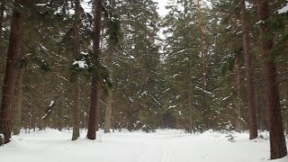 Winter Forest(Зимний Леc)Cinematic Video,Canon M50 + Sigma 17-50, F 2.8.