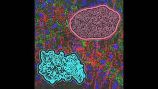 BxCxOxPxTx - 🪸🐳 /🦑🐙 Microbial Cellular Morphologies  (2026)