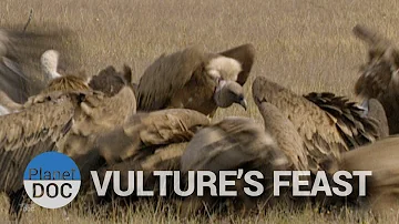 Vulture's Feast | Nature - Planet Doc Full Documentaries