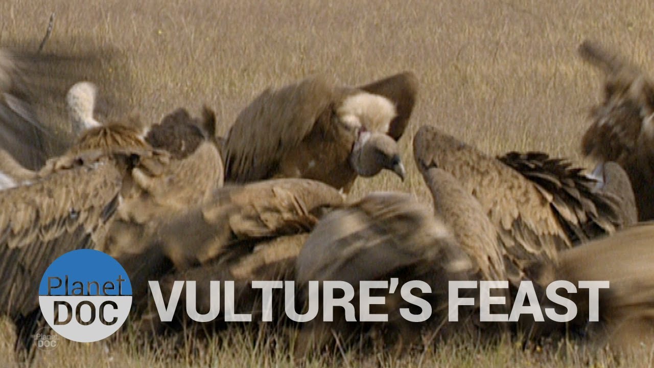 Nature Documentaries Vulture's Feast | Nature - Planet Doc Full Documentaries