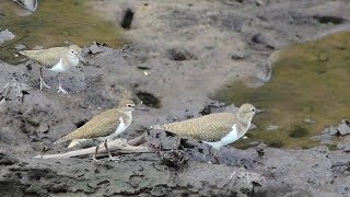 Keunikan burung trinil pantai