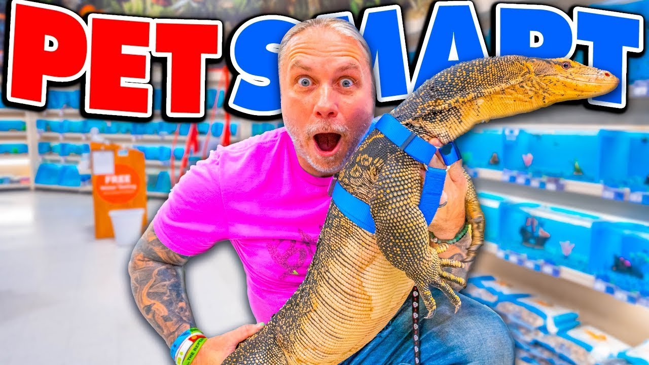 ¡Llevo a Mi Lagarto Gigante a Petsmart!