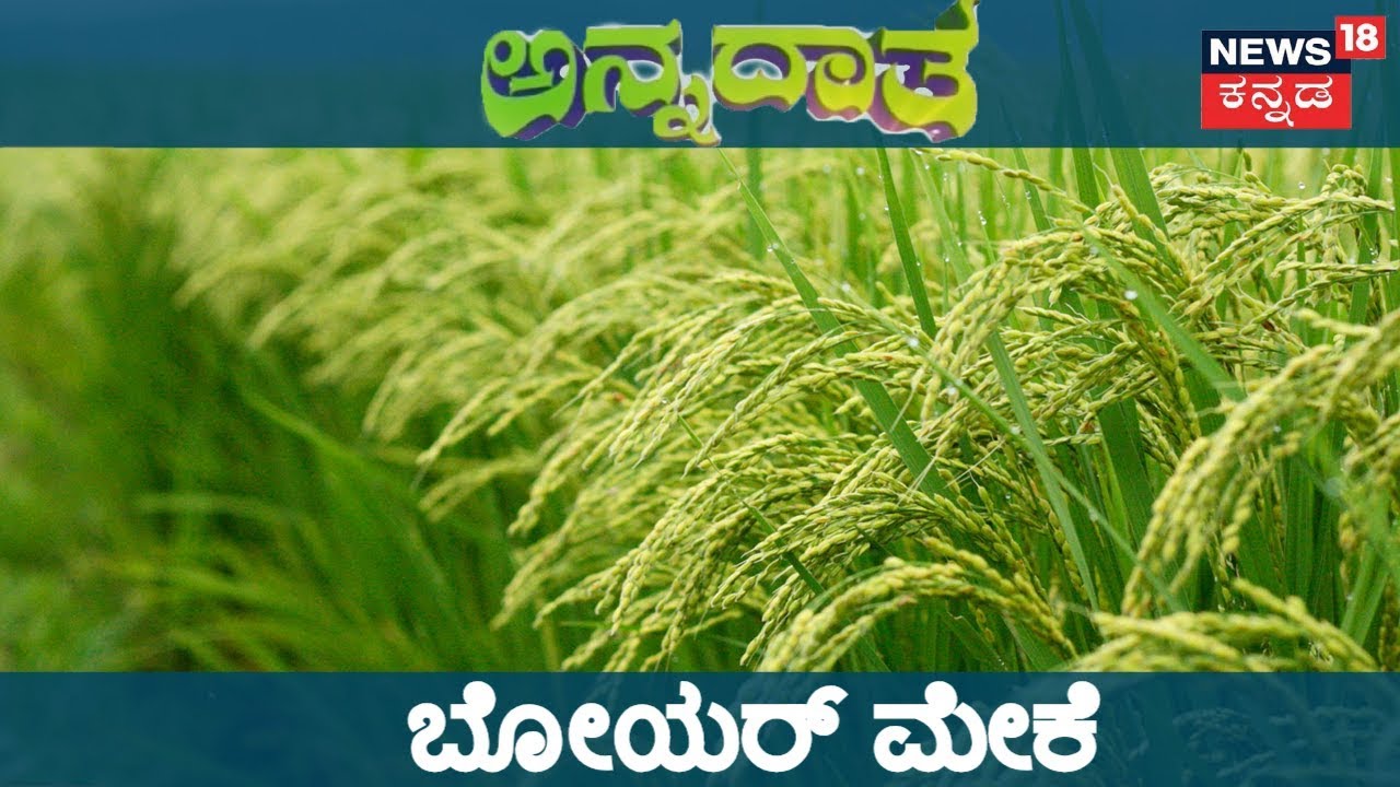 ಅನ್ನದಾತ | Guide To Boer Goat Farming In Karnataka | Oct 23, 2018